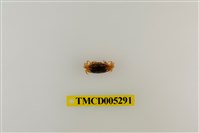 藏品(乳白南方招潮蟹)的圖片